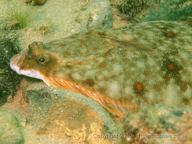 P7036519.JPG - Pleuronectes platessa - a Plaice