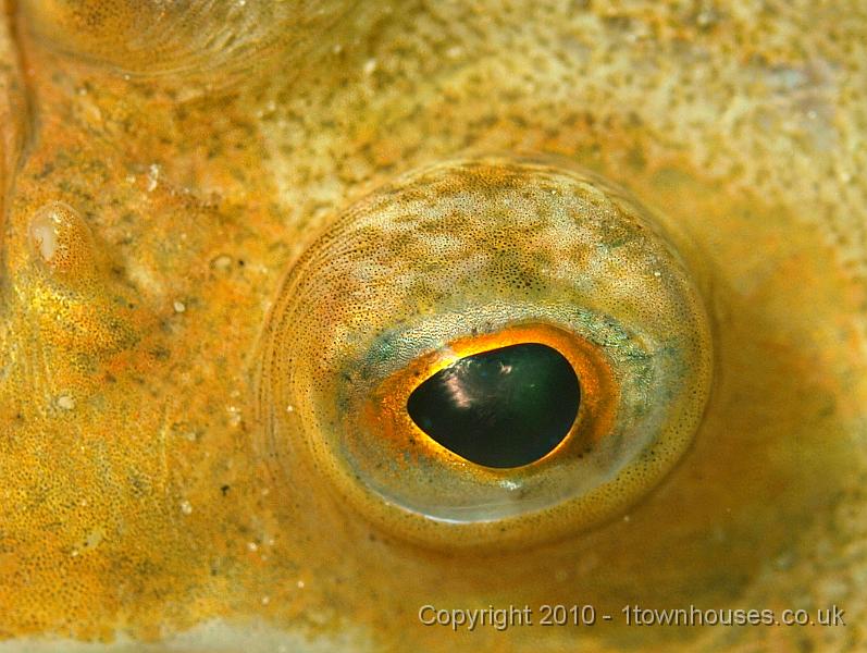 P7036522-1.JPG - The eye of a Plaice - Pleuronectes platessa