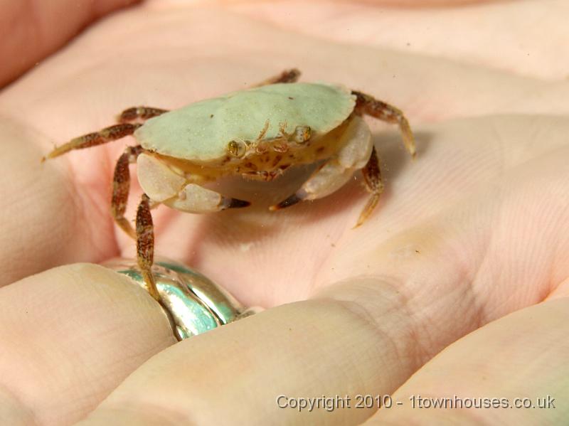 P7036541.JPG - A juvenile Edible Crab - Cancer pagurus - note the dark tips to his claws