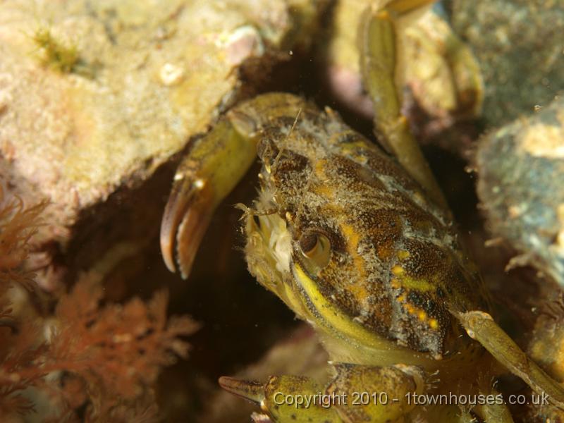 P7036547.JPG - Another Shore Crab - Carcinus maenas
