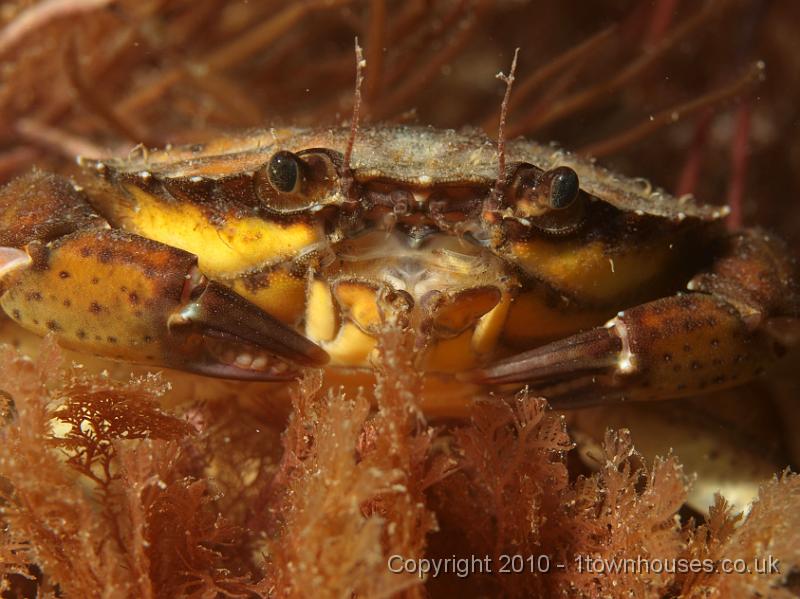 P7036549.JPG - One of the orangey Shore Crabs - Carcinus maenas, amongst Comb weeb -  Plocamium cartilaginum