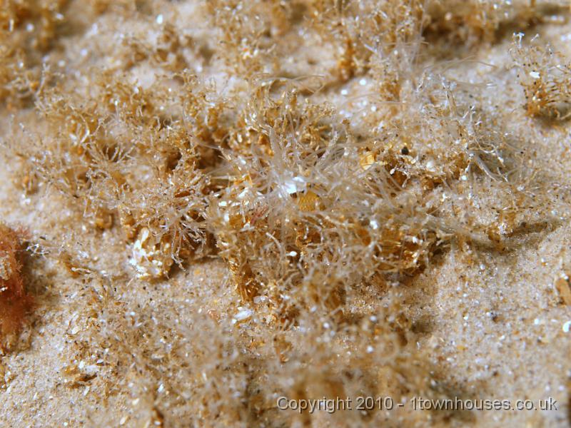 P7036557.JPG - Lanice conchilega - lots of Sand Masons