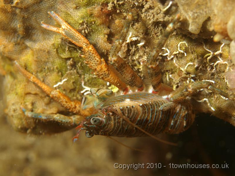 P7036567.JPG - Squat Lobster - Galathea squamifera, on Bryozoan crust and coral worms (the white things)