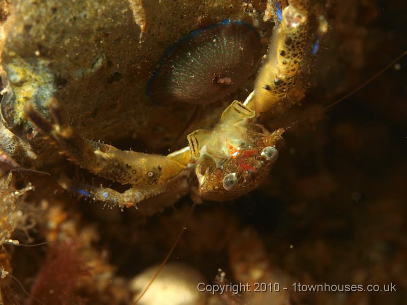 P7036572.JPG - A Squat Lobster - Galathea squamifera and a Beadlet Anemone - Actinia equina