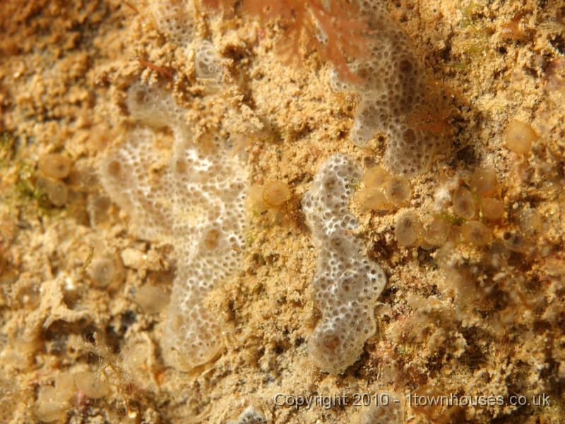 P7036585.JPG - An encrusting colonial sea squirt - Didemnum maculosum (grey), and Perophora japonica (small translucent orangeish individual) sea squirts