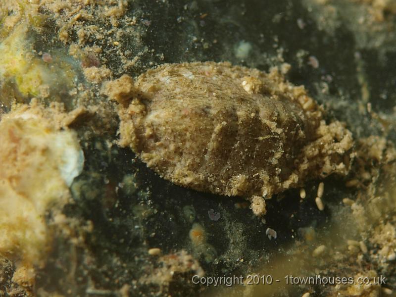 P7036593.JPG - A Chiton spp - a mollusc with a jointed shell