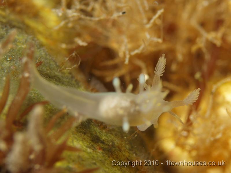 P7036605.jpg - Ancula gibbosa - the ornate plates on its rhinophores (antennae) give it more surface area for chemical detection
