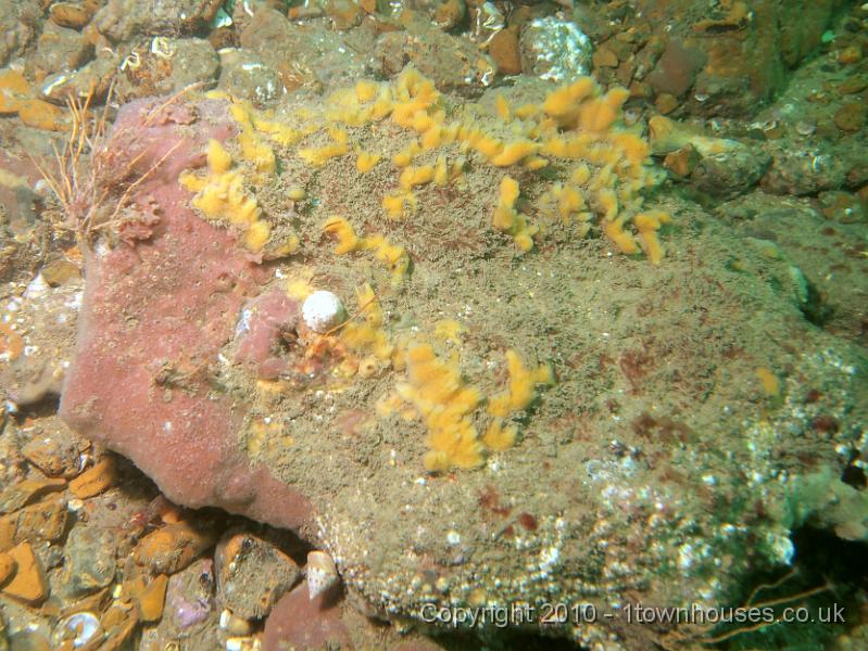 EPL14055.JPG - Shredded Carrot Sponge - Amphilectus fucorum, Painted Top Shell - Calliostoma zizyphinum, unknown sponge crust, Oaten Pipe Hydroids - Tubularia indivisa