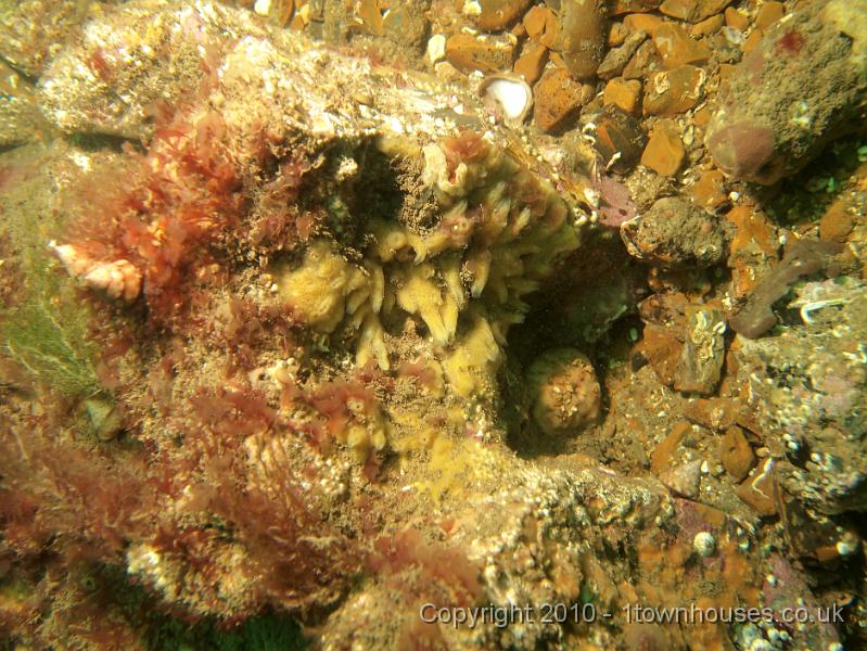 EPL14057.JPG - A pair of Painted Top Shells - Calliostoma zizyphinum amongst Dulse - Palmaria palmata - a red seaweed