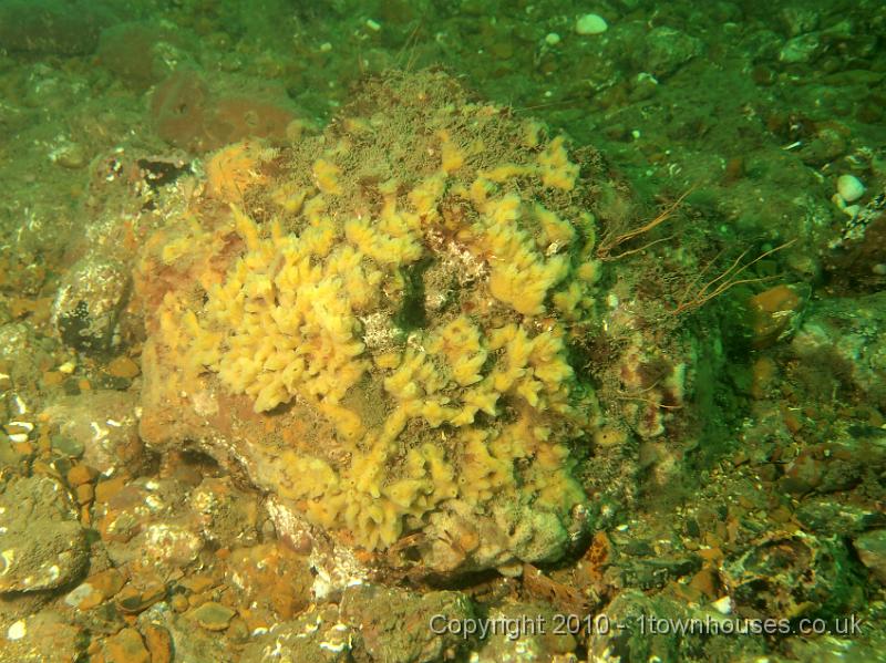 EPL14071.JPG - Tough animals such Breadcrumb - Halichondria panicea - and Goosebump - Dysidea fragilis - sponges, Coral worms - Filograna implexa - and Oaten Pipe hydroids - Tubularia indivisa cover the rocks
