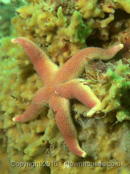 EPL14172.JPG - Bloody Henry - Henricia spp on Breadcrumb sponge - Halichondria panicea