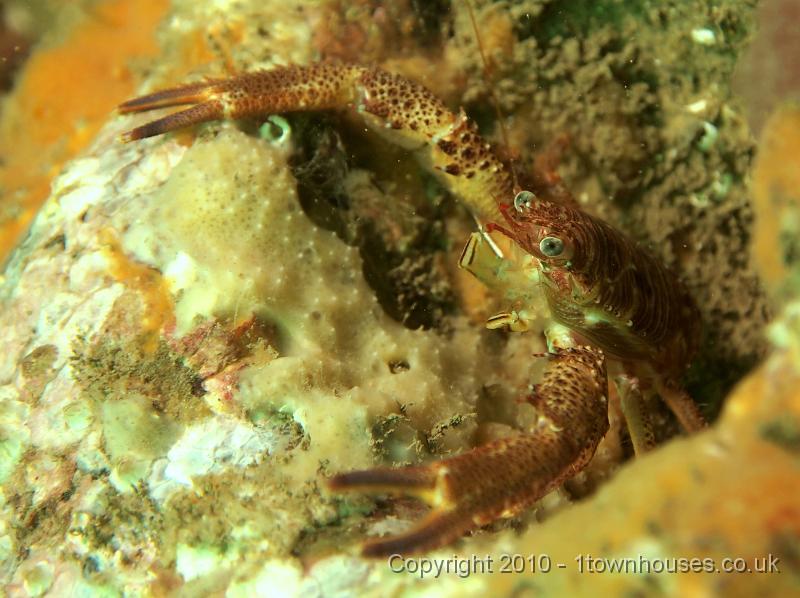 EPL14176.JPG - Galathea squamifera, Dysidea fragilis,