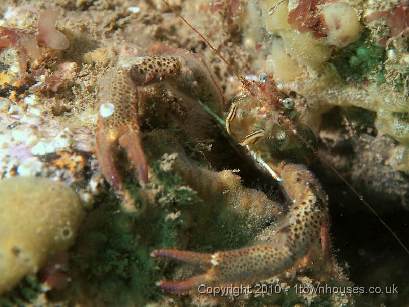 EPL14186.JPG - Galathea squamifera, bryozoan crust