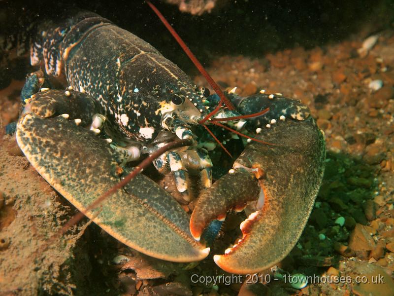 EPL14198.JPG - Homarus gammarus