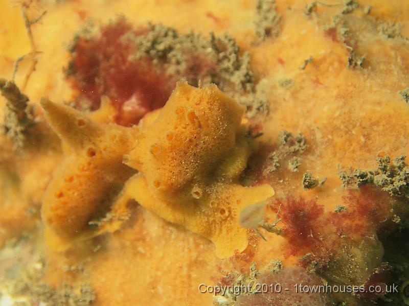 EPL14199.JPG - Amphilectus fucorum