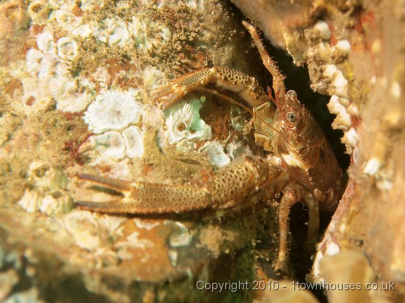 EPL14200.JPG - Galathea squamifera
