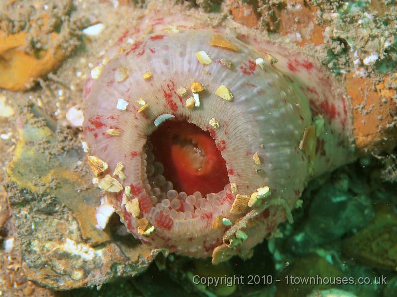 EPL14202.JPG - Urticina felina