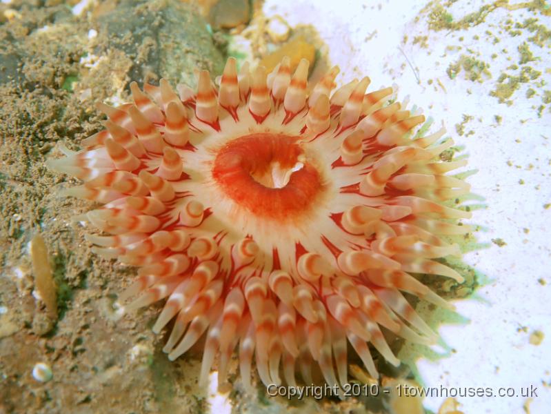 EPL14203.JPG - Urticina felina