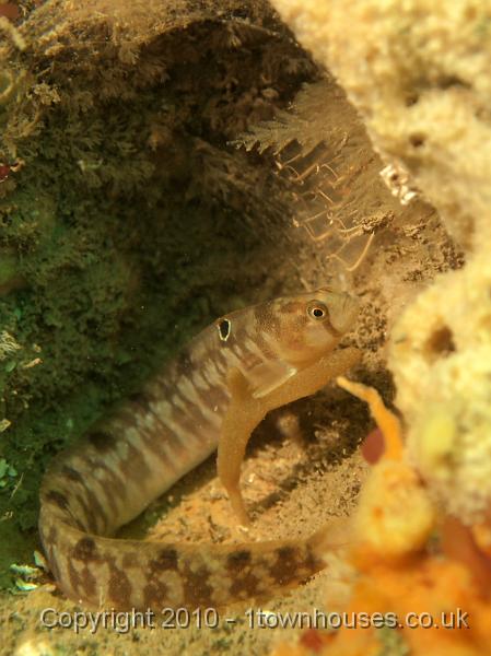 EPL14212.JPG - Pholis gunnelis, Clavelina lepadiformis, Amphilectus fucorum, Dysidea fragilis