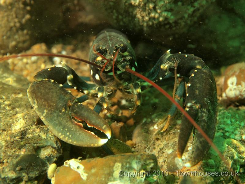 EPL14215.JPG - Homarus gammarus
