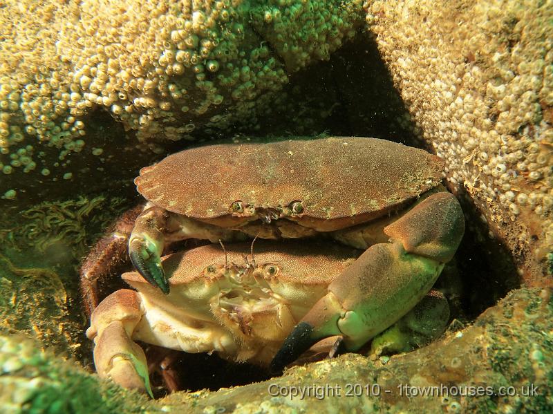 EPL14222.JPG - Cancer pagurus, Cirripedis spp (barnacles)