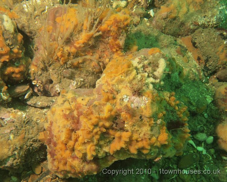 EPL14224.JPG - Amphilectus fucorum, Dysidea fragilis, Palmaria palmata, Cancer pagurus,