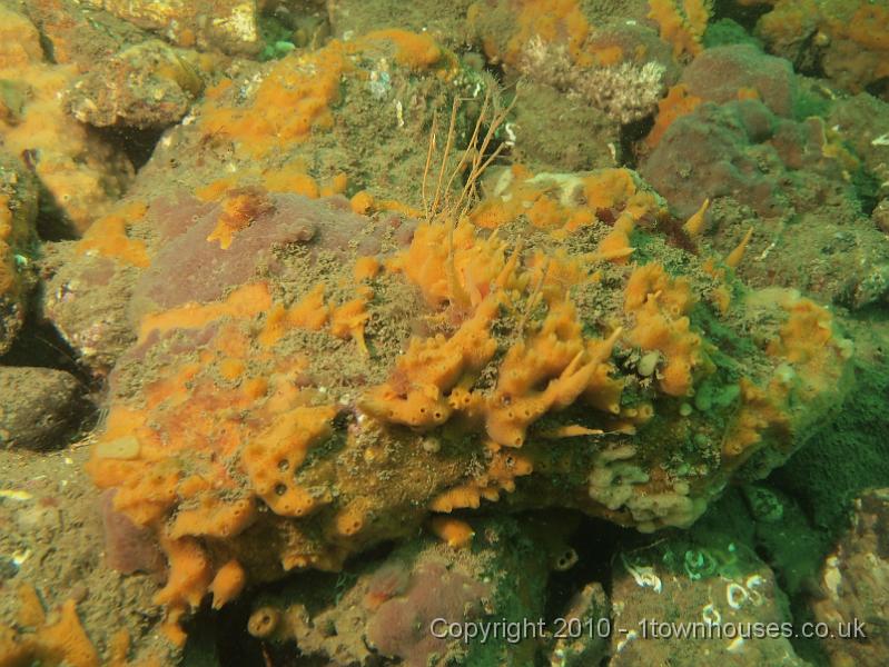 EPL14225.JPG - Amphilectus fucorum, Unknown sponge crust, Tubularia indivisa