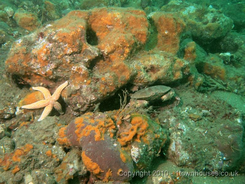 EPL14227.JPG - Cancer pagurus, Asterias rubens, Tubularia indivisa, Amphilectus fucorum, unknown sponge crust