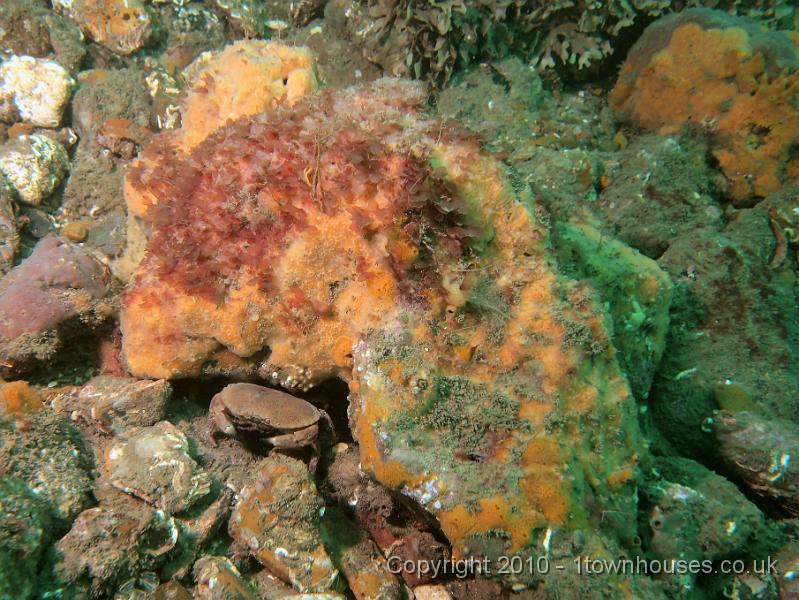 EPL14229.JPG - Cancer pagurus, Palmaria palmata, Amphilectus fucorum, Cirripedia spp (barnacles)