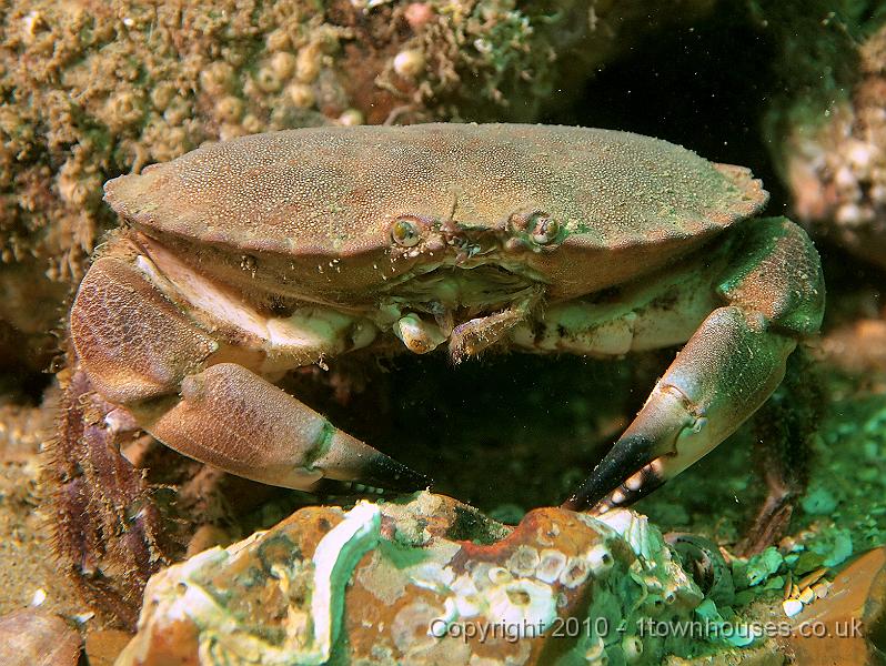 EPL14232.JPG - Cancer pagurus, Pomatoceros spp