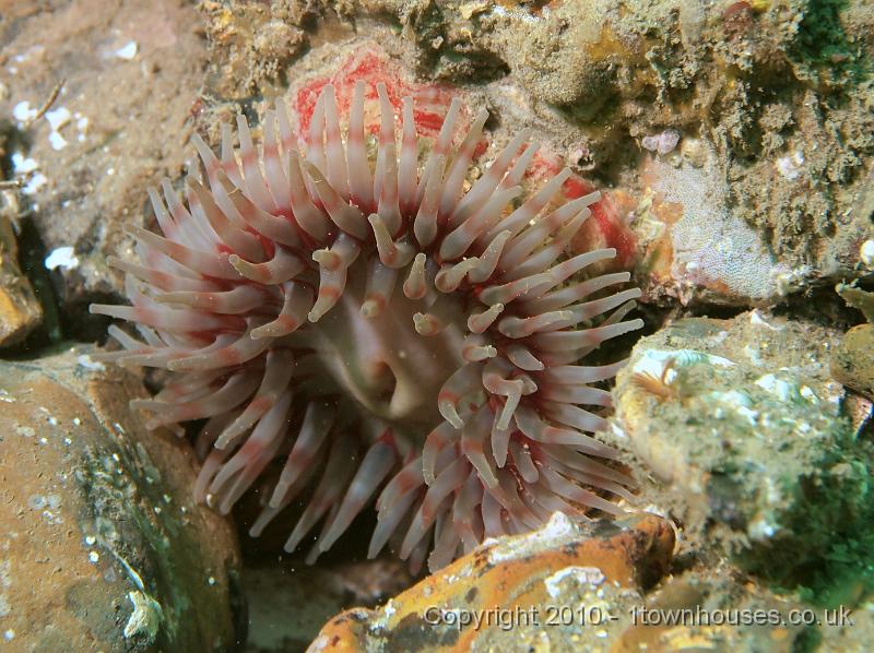 EPL14237.JPG - Urticina felina, Bryozoan crust