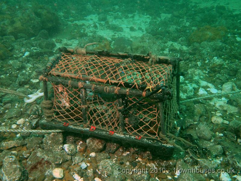 EPL14238.JPG - Common Lobster - Homarus gammarus - outside and Edible crab - Cancer pagarus (inside)