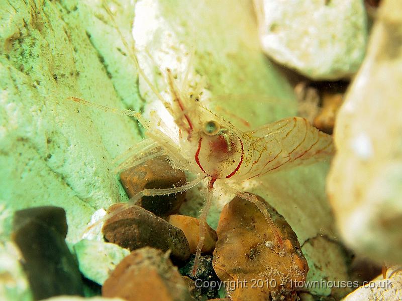 EPL14245.jpg - Pandalus montagui - t' Northern Prawn