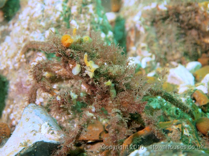 EPL14248.jpg - A Sea Toad - Hyas araneus - covered in Comb Weed - Plocamium cartilaginum and assorted small sponges