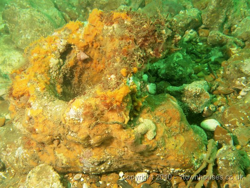 EPL14263.jpg - Calliostoma zizyphinum, Amphilectus fucorum, Tubularia indivisa, Palmaria palmata, Dysidea fragilis, Alcyonidium diaphanum