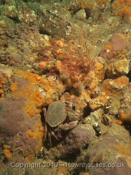 EPL14269.jpg - Cancer pagurus, Dysidia fragilis, Amphilectus fucorum, unknown pink sponge crust, Tubularia indivisa
