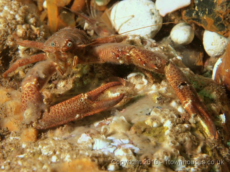 EPL14276.jpg - Galathea squamifera, Cirripedia spp, Pomatoceros spp, Pandalus montagui