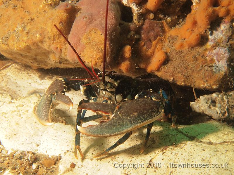 EPL14292.jpg - Homarus gammarus, Amphilectus fucorum, Unknown pink sponge crust