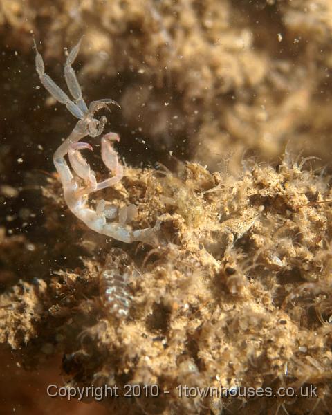 P7247629.JPG - Jassa falcata, Caprella spp - skeleton shrimps (very clear)