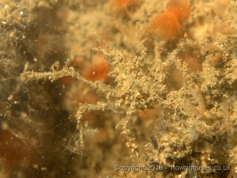 P7247630.jpg - Jassa falcata, Diadumene cincta, Caprella spp, Macropodia spp