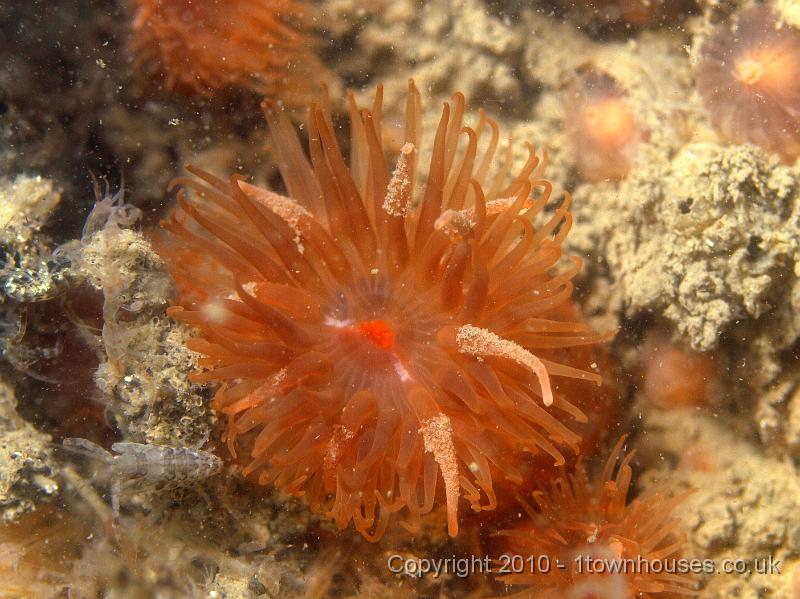 P7247640.jpg - Jassa falcata, Diadumene cincta, Caprella spp