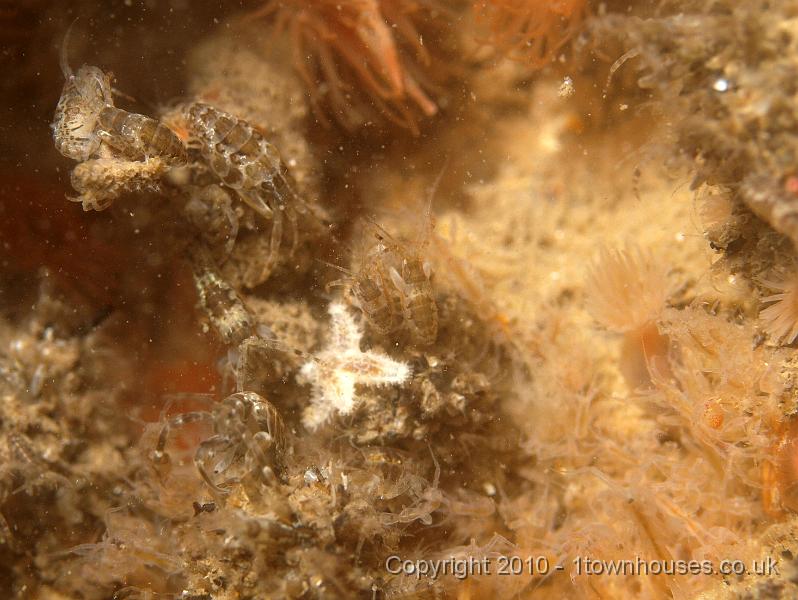 P7247645.jpg - Jassa falcata, Diadumene cincta, Caprella spp, Asterias rubens - Common Starfish (very small)
