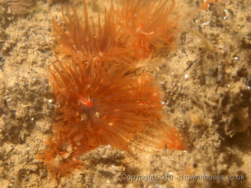 P7247652.jpg - Jassa falcata, Diadumene cincta, Caprella spp