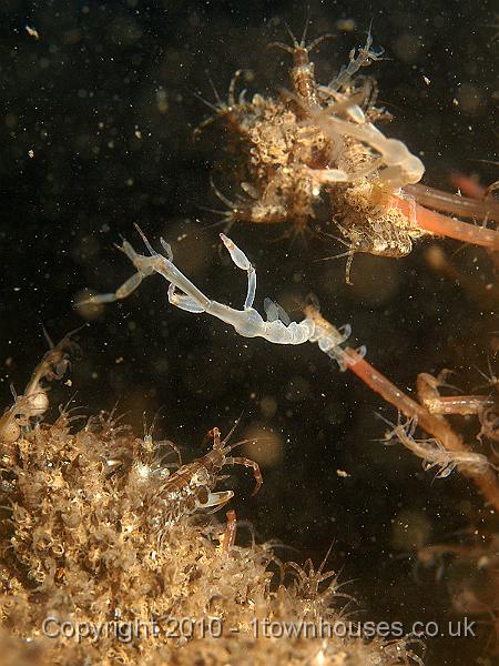 P7247669.jpg - Jassa falcata, Tubularia indivisa, Caprella spp