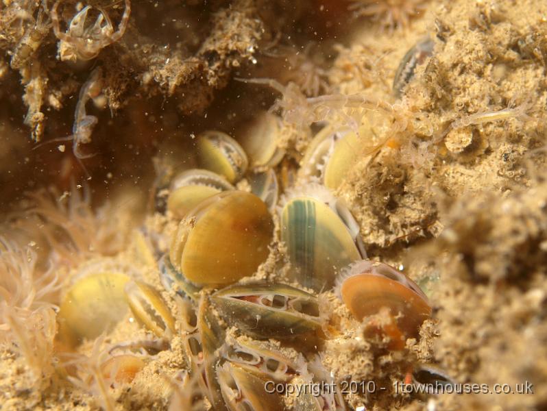 P7247672.jpg - Mytillus edulis - edible mussels, Jassa falcata, Diadumene cincta, Caprella spp