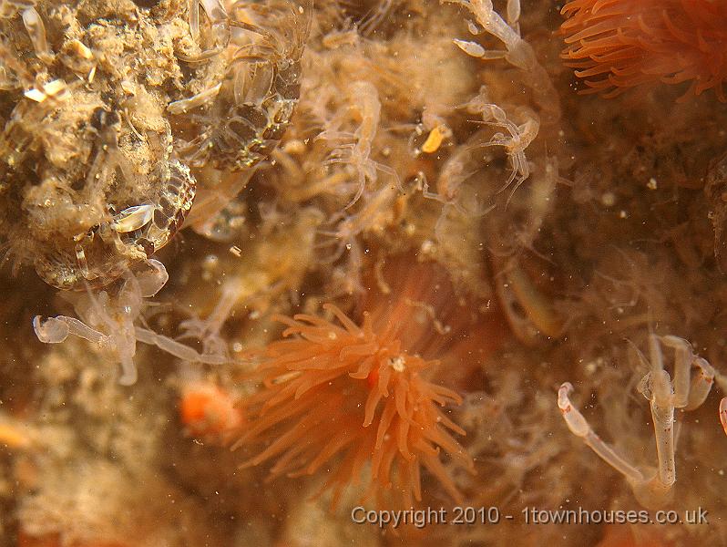 P7247673.jpg - Jassa falcata, Diadumene cincta, Caprella spp