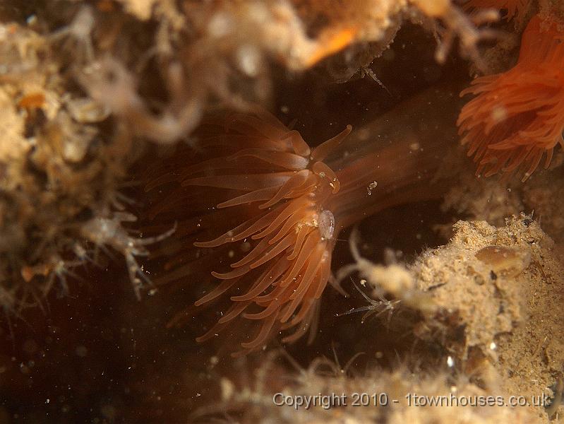 P7247675.jpg - Jassa falcata, Diadumene cincta, Caprella spp
