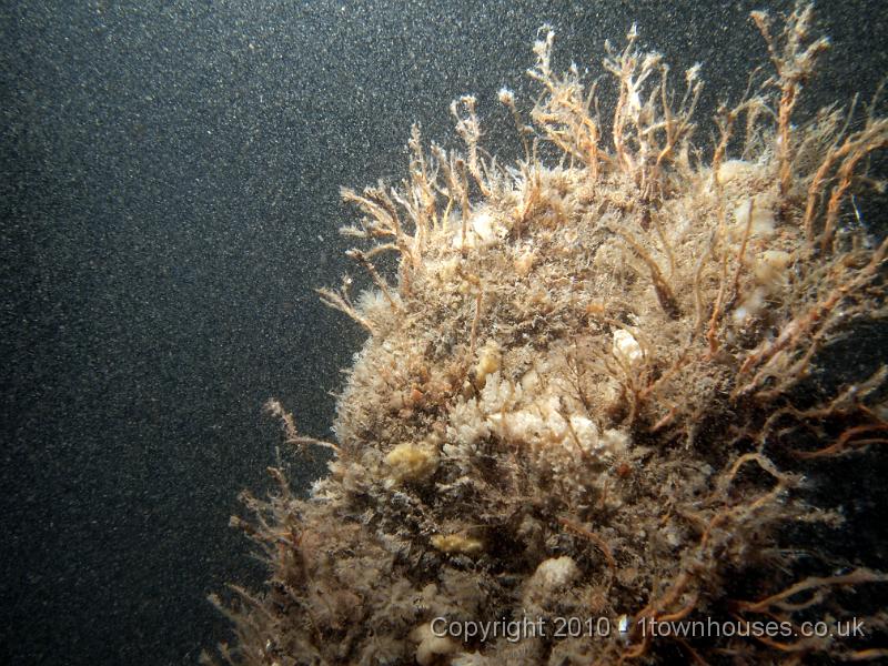 EPL14425.JPG - Tubularia indivisa - Oaten Pipe Hydroids in their hundreds coat the wrecks at this time of year. Also sponges - Dysidea fragilis and Leucosolenia spp