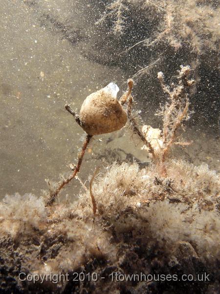 EPL14431.JPG - Crisia spp, Tubularia indivisa, Grantia compressa - an ugly little sponge on a stick