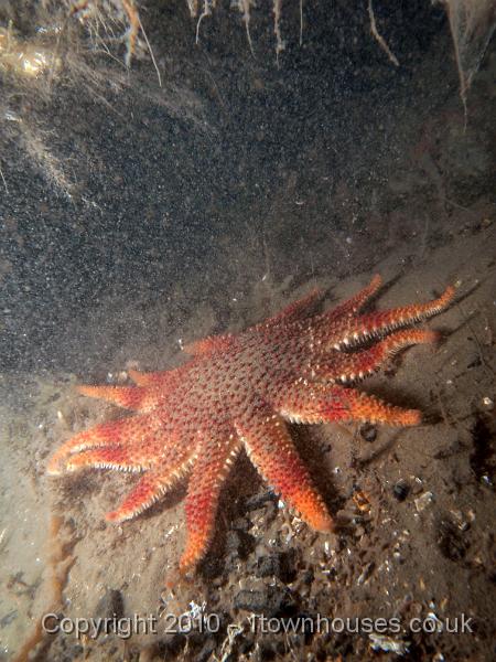 EPL14448.jpg - Crossaster papposus - Common Sunstar